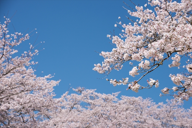 桜並木